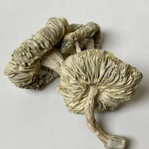 Albino Roller Coaster Magic Mushrooms