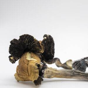 Magic Mushrooms