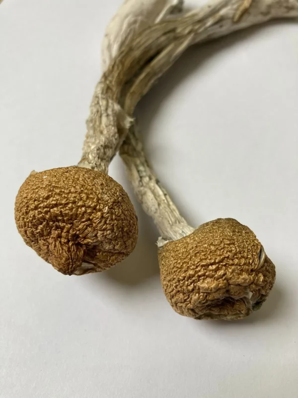 Golden Teacher Magic Mushrooms