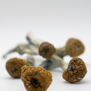 Magic Mushrooms