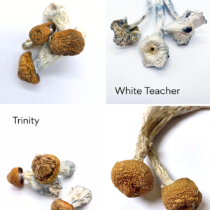 Explore Pack (14g)