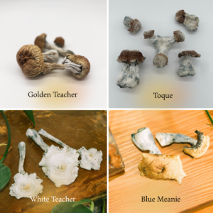Explore Pack (14g)