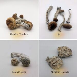 Explore Pack (14g)