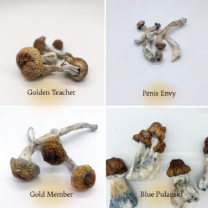 Explore Pack (14g)