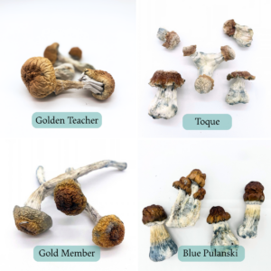 Explore Pack (14g)