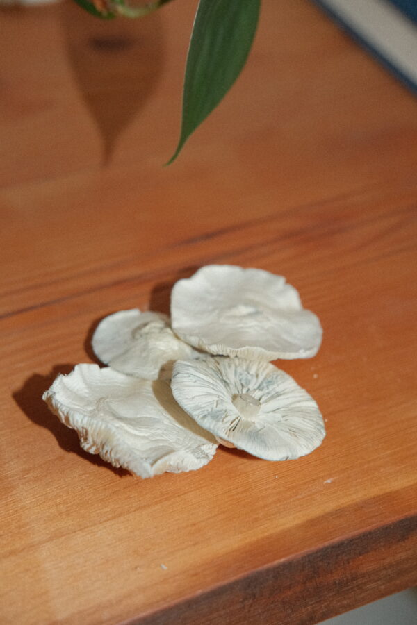 White Lotus (Freeze Dried) - Image 2