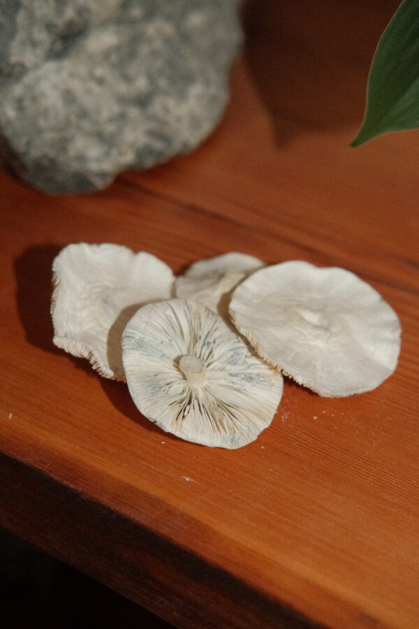 White Lotus (Freeze Dried)