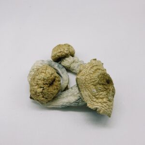 Natalensis Magic Mushrooms