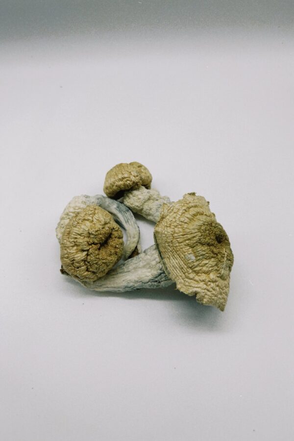 Natalensis Magic Mushrooms