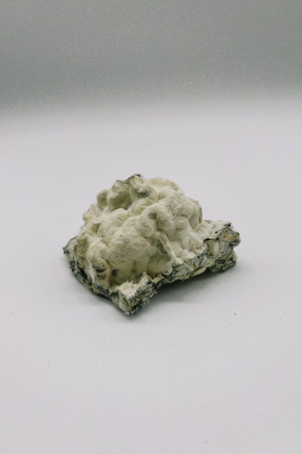 Nimbus Cloud Enigma Magic Mushrooms