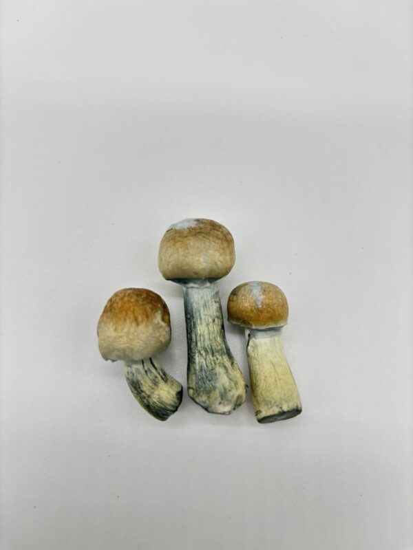 Psilocybe Natalensis (Freeze Dried) - Image 3