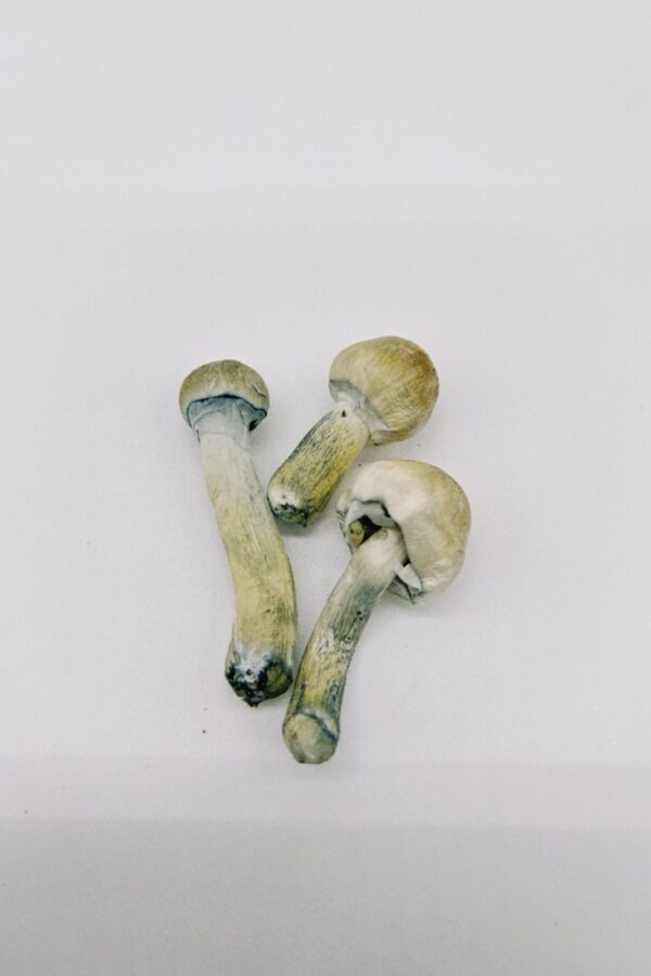 Psilocybe Natalensis (Freeze Dried) - Image 2