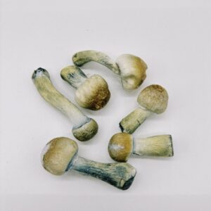 Psilocybe Natalensis (Freeze Dried)