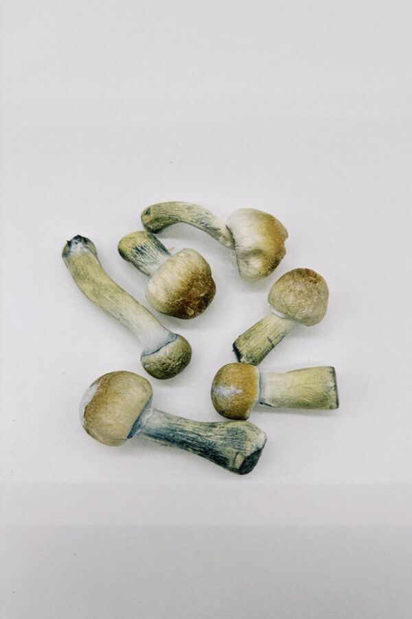 Psilocybe Natalensis (Freeze Dried)