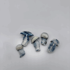 Andromeda (Freeze Dried)