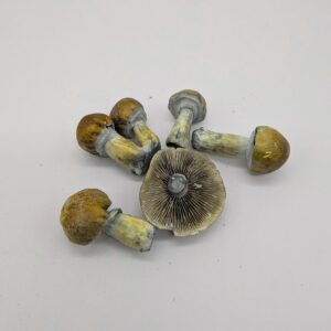 photo of golden teacher mushrooms spread out to display variety