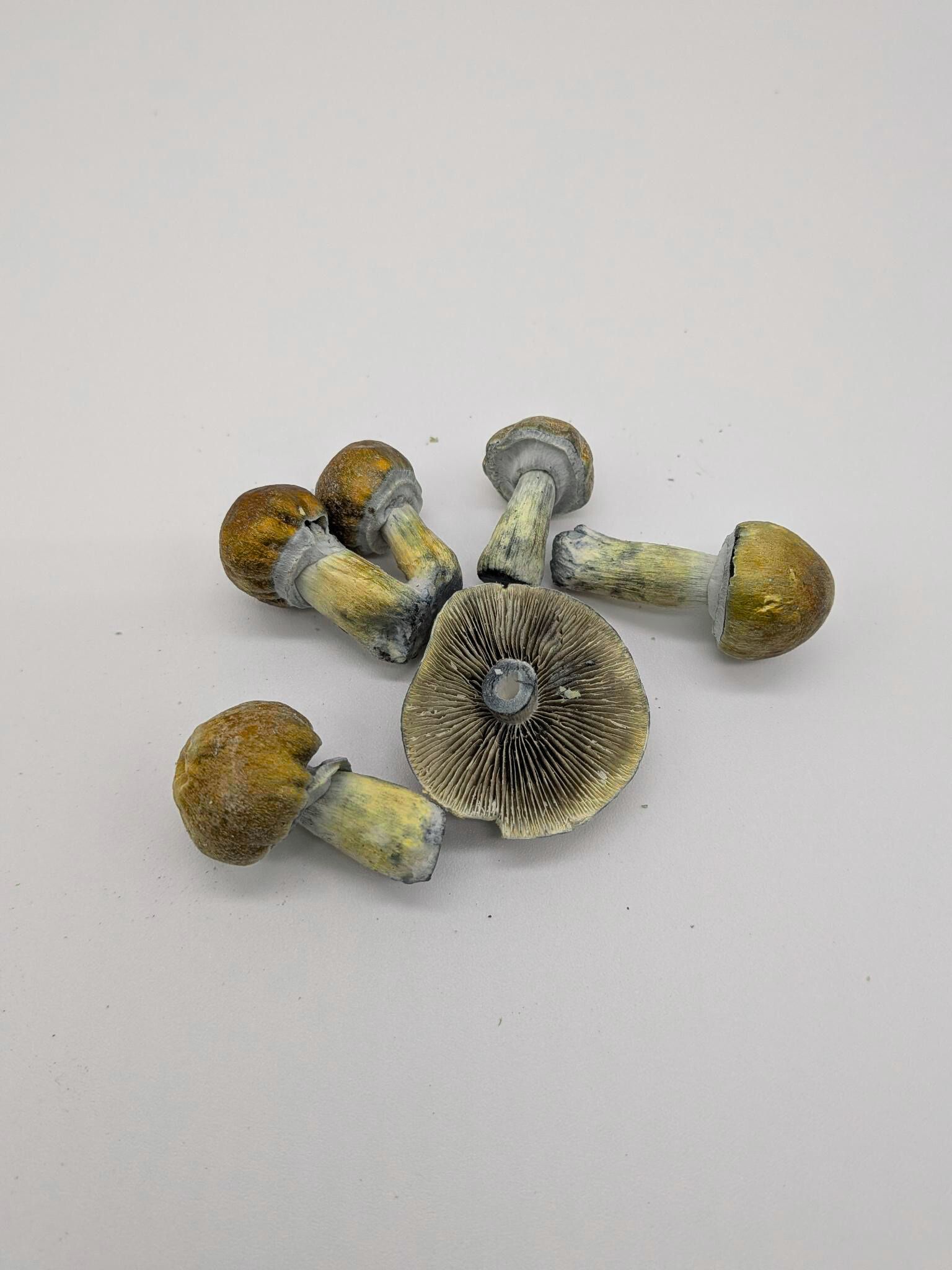 photo of golden teacher mushrooms spread out to display variety
