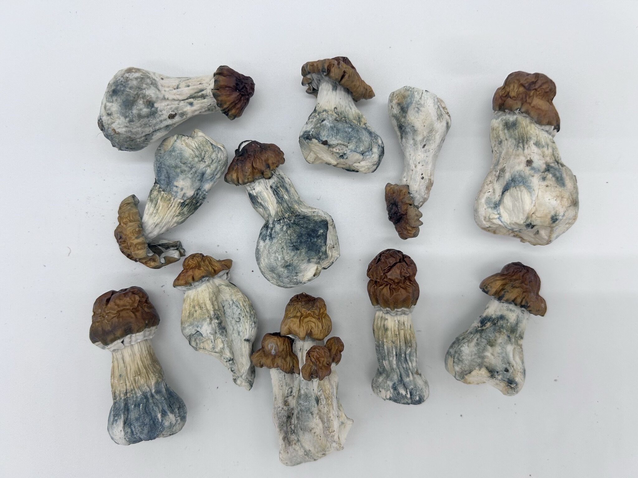 Blue Pulaski - Image 2