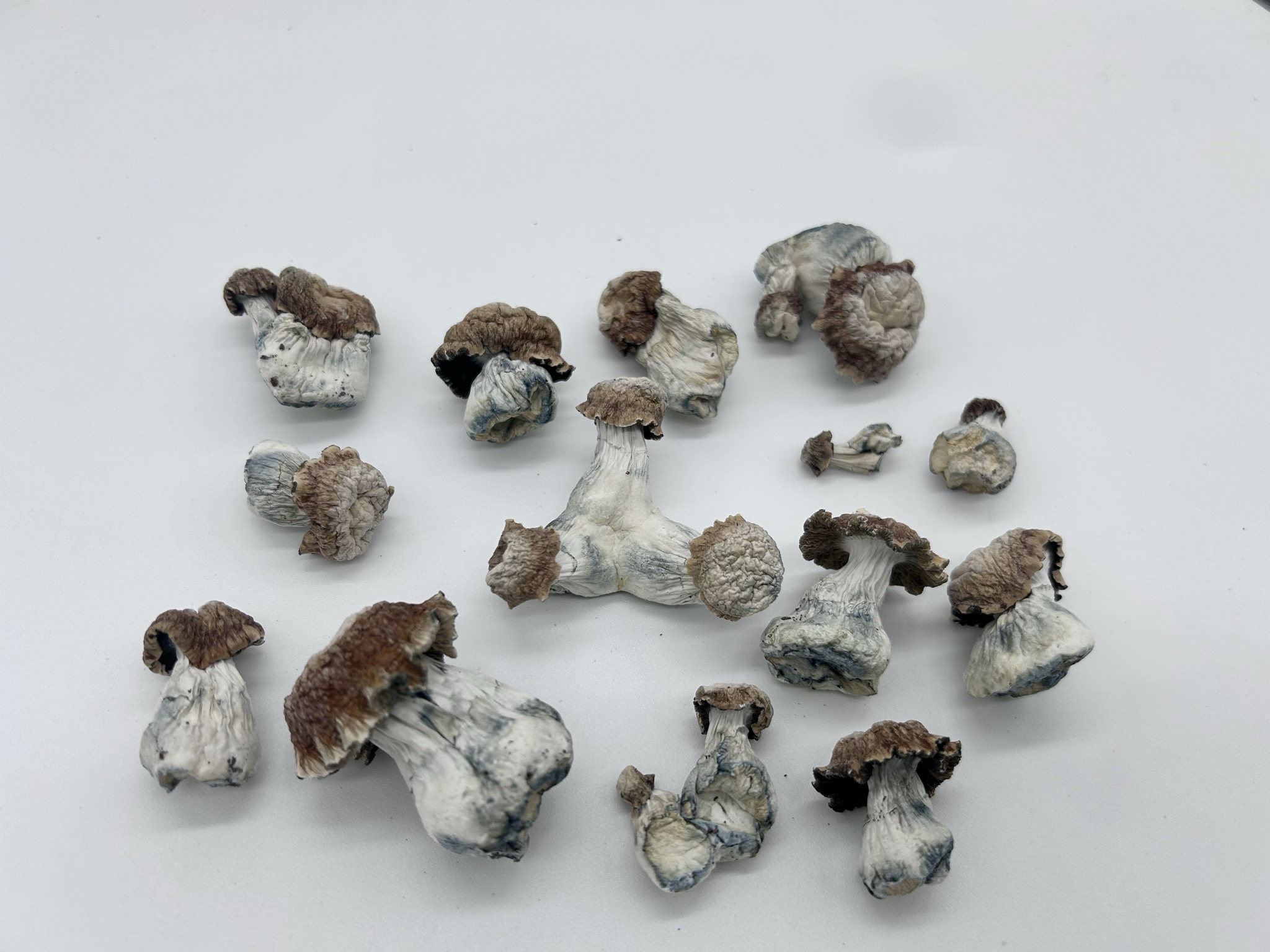 Toque - Image 2