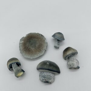 White Lotus (Freeze Dried)