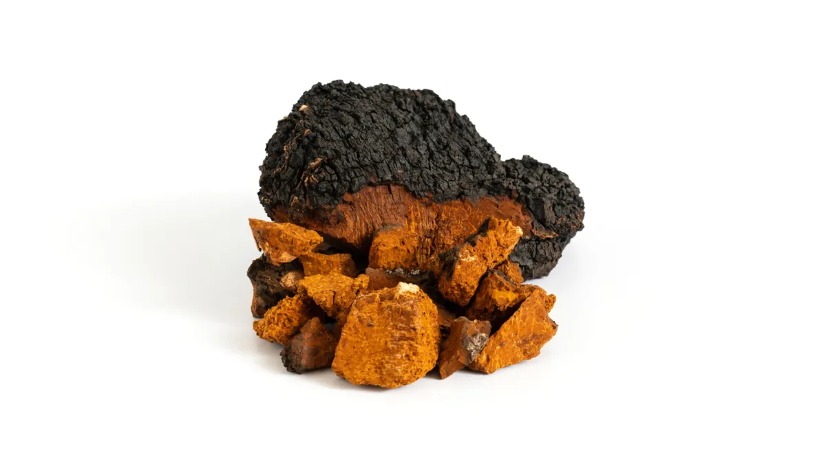 Chaga Mushroom - Image 4