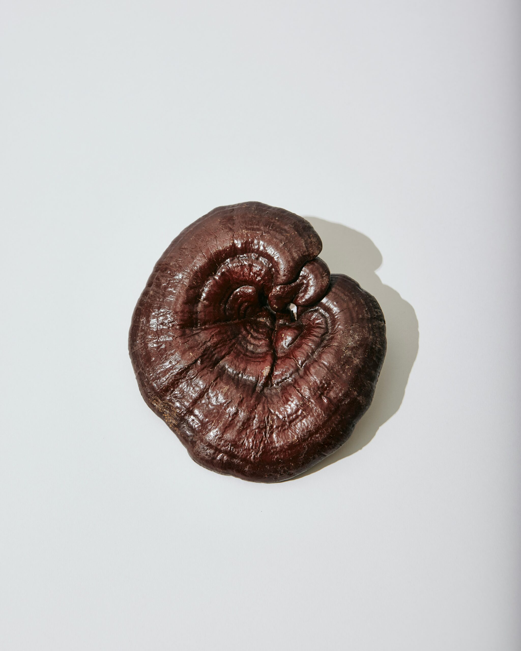 Reishi Mushroom - Image 3