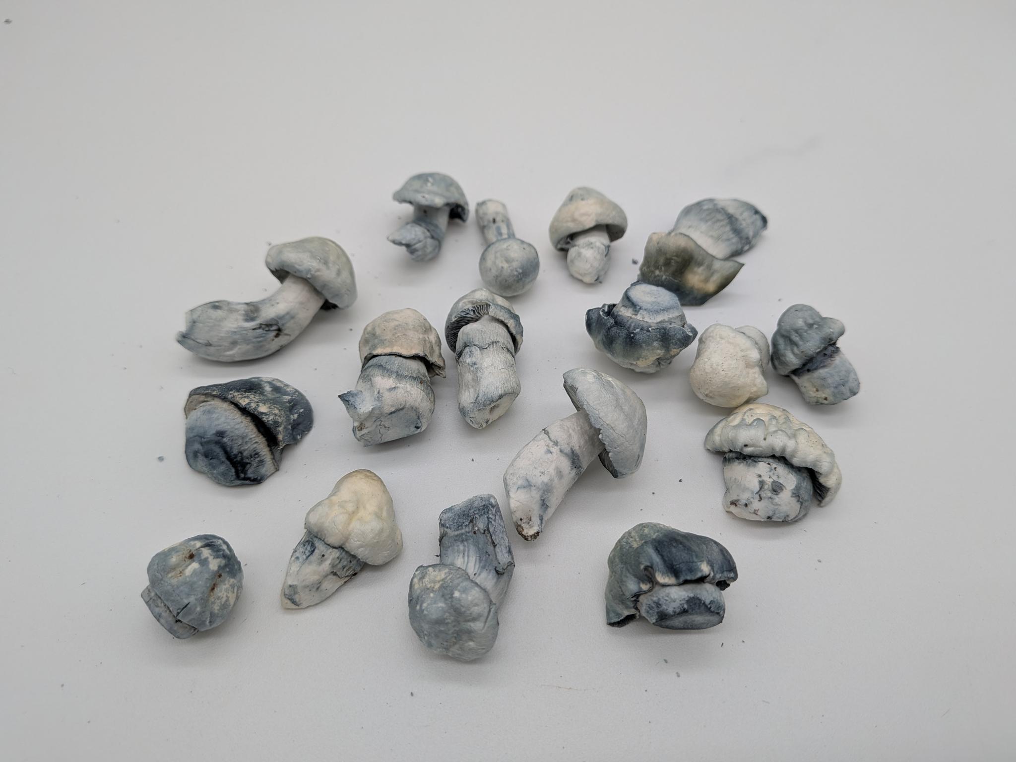 Shakti (Freeze Dried) - Image 2