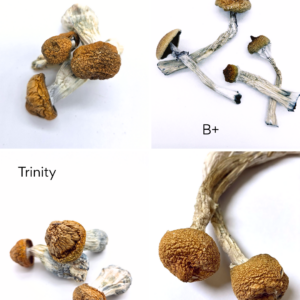 Explore Pack (14g)